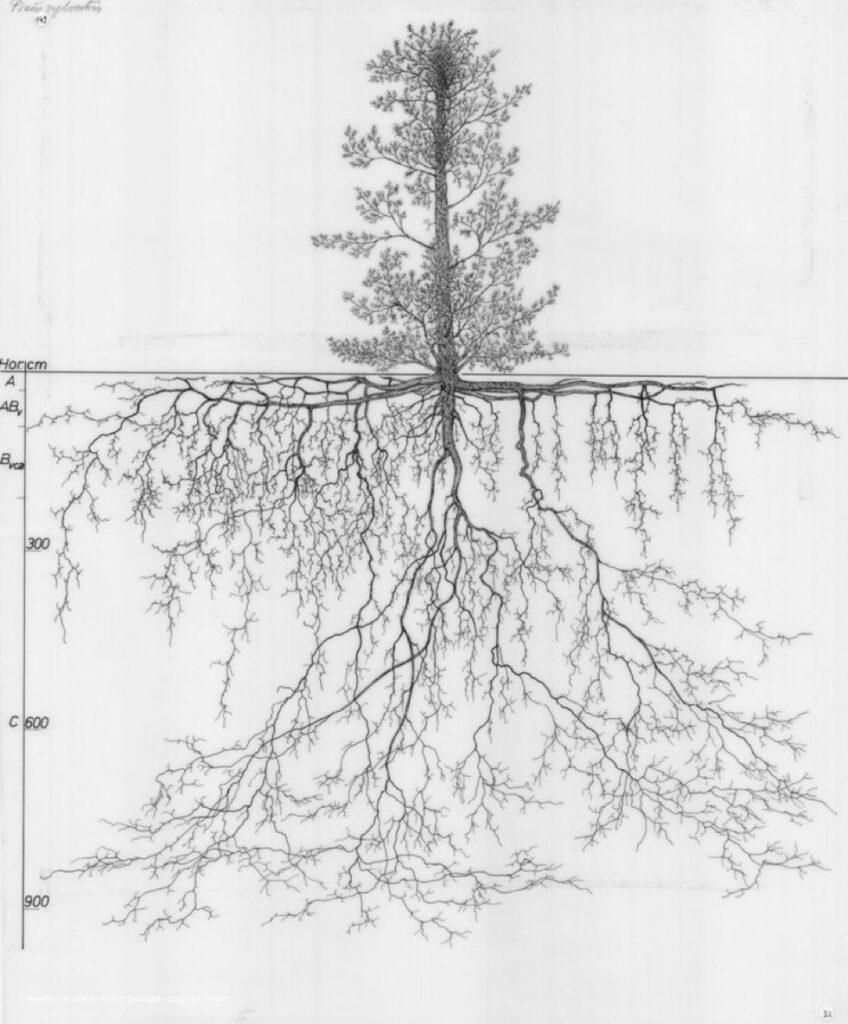 Baum und sein Wurzelsystem